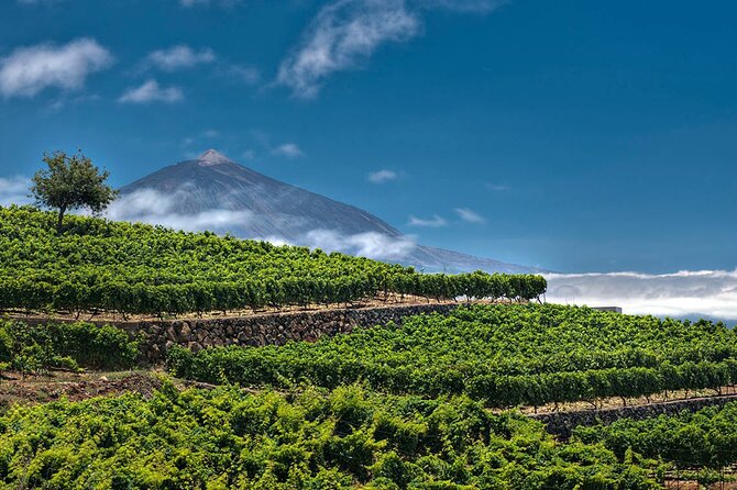 1 Hour and Half Mojo Sauce Workshop With Winery Tour - What I’d Bring and How You’ll Enjoy It Most