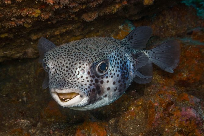 2 Dives, Certified Divers - Tenerife - Key highlights you will notice fast