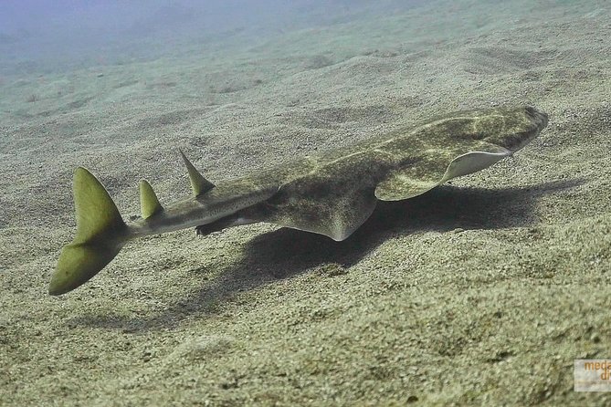 2 Dives, Certified Divers - Tenerife - Meeting in El Médano: how the first hour sets the tone
