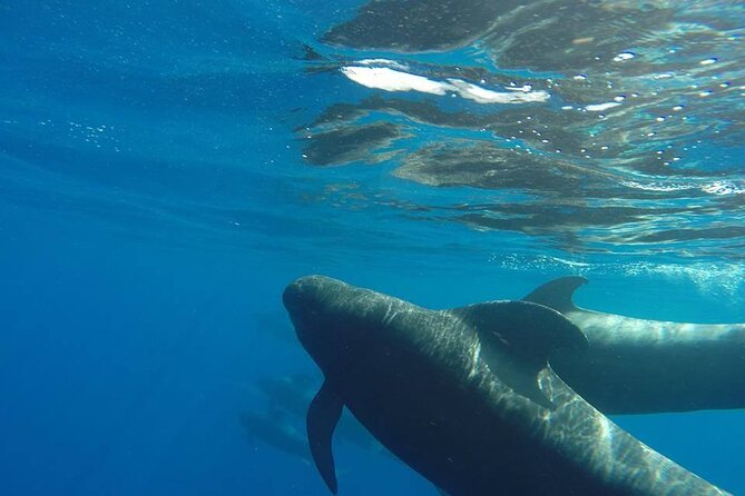 2 hour trip to see whales dolphins puerto colon adeje - Where this whale watching trip fits in on Tenerife