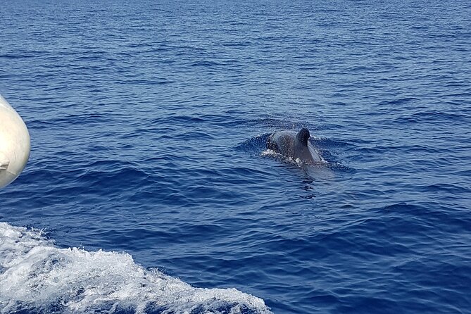 2 hour trip to see whales dolphins puerto colon adeje - What you can realistically expect to see (and what you shouldn’t promise yourself)