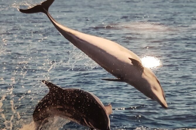 2 hour trip to see whales dolphins puerto colon adeje - The crew makes the difference, and the names show up in reviews