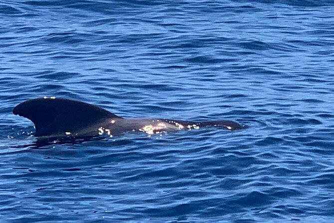 2 hour trip to see whales dolphins puerto colon adeje - Respectful wildlife viewing, not just photo chases
