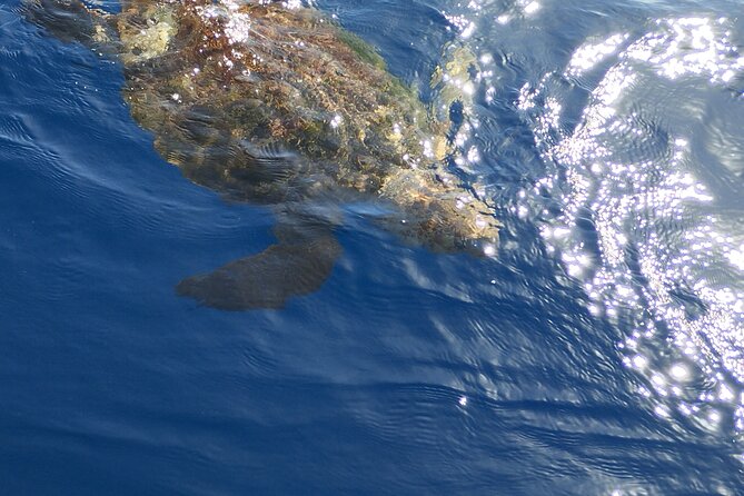 2 hour trip to see whales dolphins puerto colon adeje - Comfort and small touches that add value on a 2-hour sail