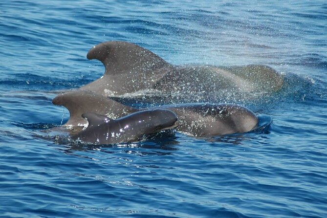 2 hour trip to see whales dolphins puerto colon adeje - Leaving from Puerto Colón, then scanning the water for whales