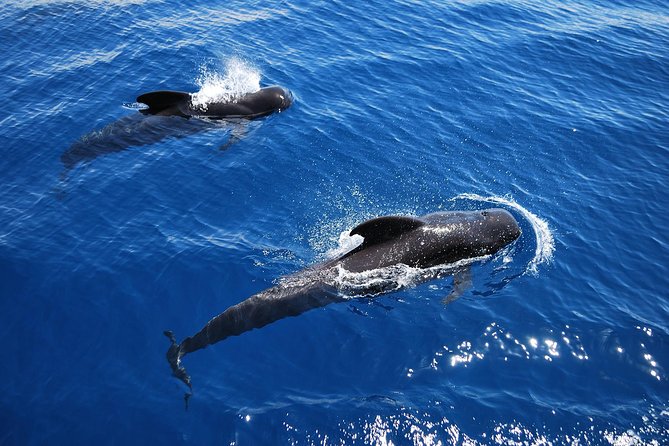 2h Viking Cruise Whales & Dolphins Watching - Viking Ragnarok Whale Watching: why the Viking theme actually helps
