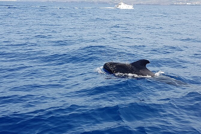 3-hour excursion to Puerto Colón Adeje to see whales - The return ride: beaches, natural coves, and Adeje coast facts