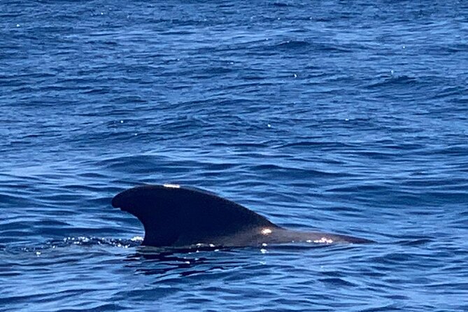 3-hour excursion to Puerto Colón Adeje to see whales - Price and value: € versus what you actually get
