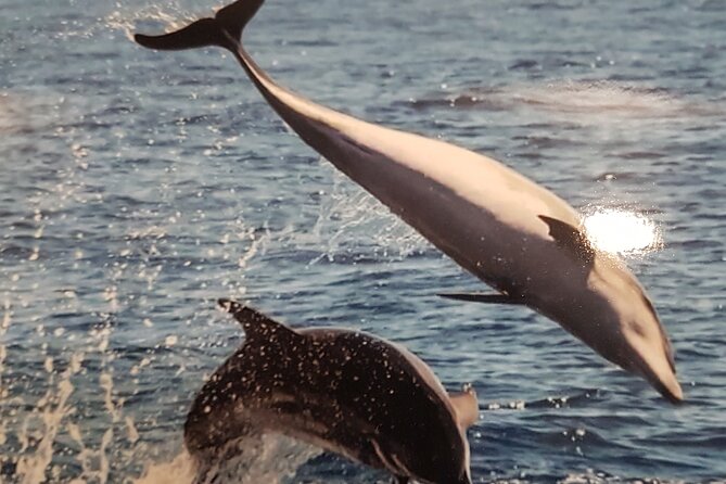 3-hour excursion to Puerto Colón Adeje to see whales - Who should book this whale and dolphin excursion?