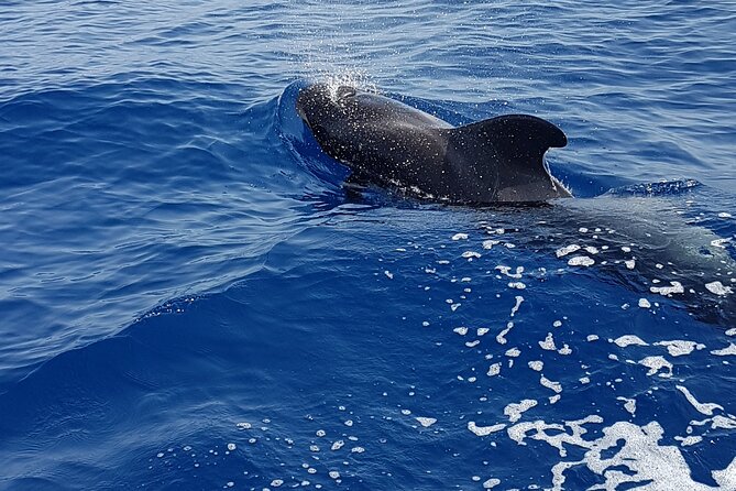 3-hour excursion to Puerto Colón Adeje to see whales - How the crew finds wildlife without making it a spectacle