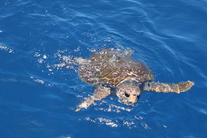 3-Hours Shared Tour to Accessible Boat en Canary Island - Price and value: why $72.29 feels fair here