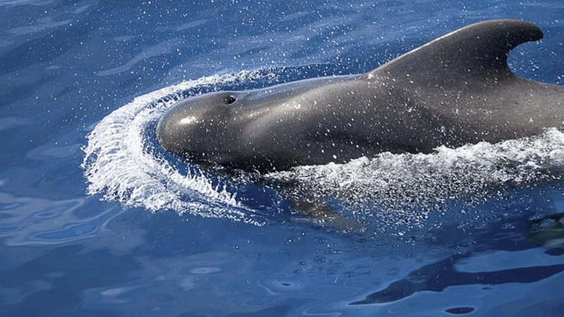3h Whale Watching Private Tour Costa Adeje Lina7 Mizendoha - Pilot whales off Costa Adeje: why this trip matters