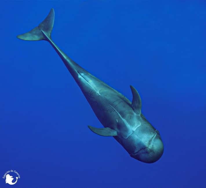 3h Whale Watching Private Tour Costa Adeje Lina7 Mizendoha - The mid-journey sails: why the 30 minute stretches matter