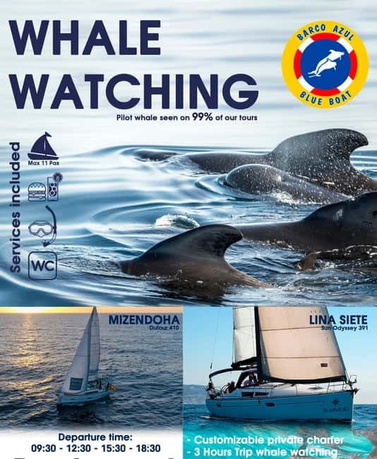 3h Whale watching Share Tour Costa Adeje Lina7 Mizendoha - Costa Adeje Whale Watching From Puerto Colón, On a 12m Sailing Boat