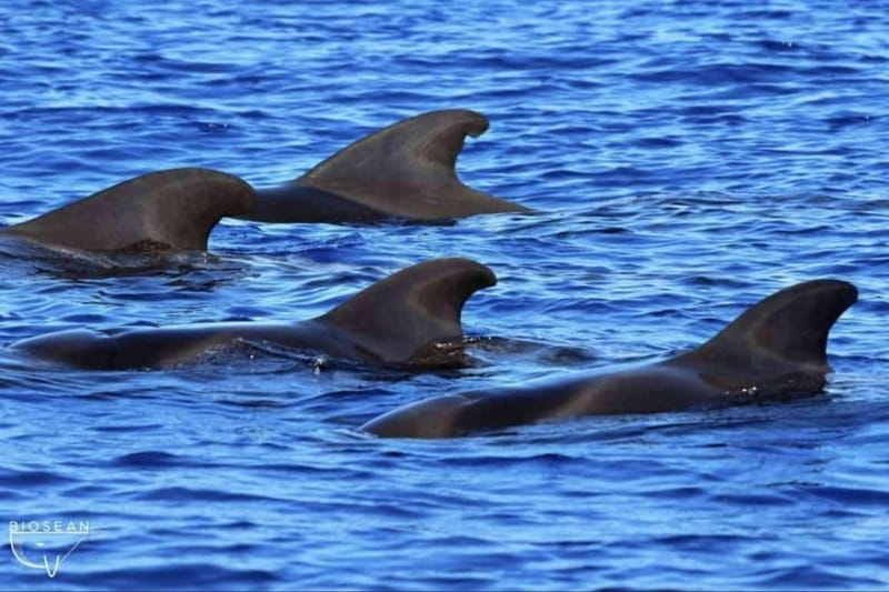 3h Whale watching Share Tour Costa Adeje Lina7 Mizendoha - Snacks, Cold Drinks, and Brunch, What You Can Expect
