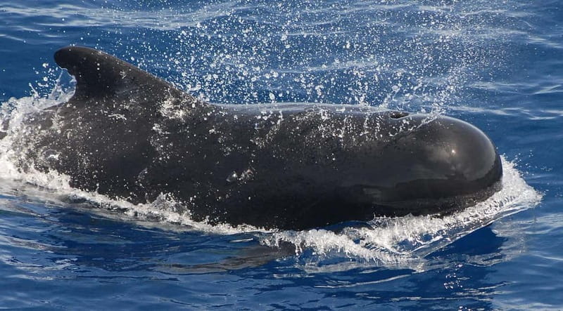 3h Whale watching Share Tour Costa Adeje Lina7 Mizendoha - Snorkeling in a 12m-Boat Trip, How to Make the Most of 30 Minutes