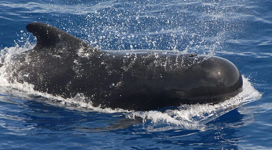 3h Whale watching Share Tour Costa Adeje Lina7 Mizendoha - Value and Price: Is $65 Reasonable for This Combo?