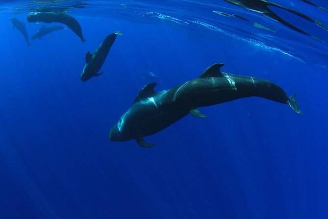 5 hr watching and listening whales and dolps. Visit Los Gigantes - Key highlights at a glance