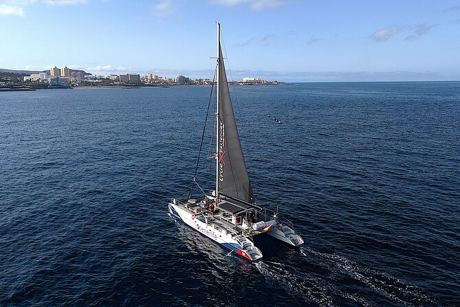 5 hr watching and listening whales and dolps. Visit Los Gigantes - Why this 5-hour whale watching plan works on Tenerife