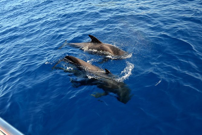 5 hr watching and listening whales and dolps. Visit Los Gigantes - Masca Bay swim and snorkeling: where the day turns from watching to doing
