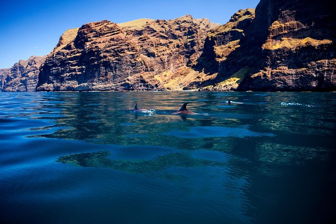 5 hr watching and listening whales and dolps. Visit Los Gigantes - Marine spotting: what you can realistically expect from the catamaran cruise
