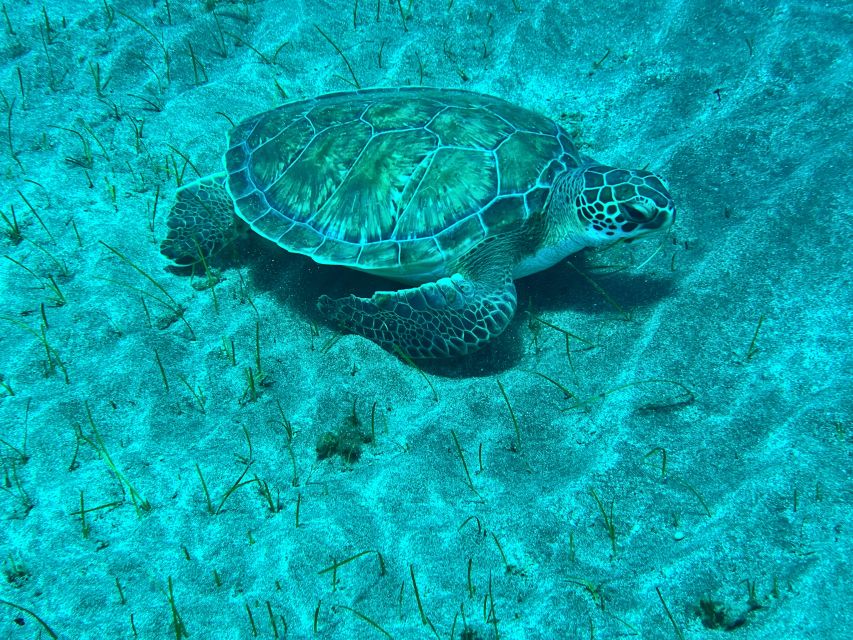 Abades: Guided Snorkeling Tour with Photos - Why Playa Abades Snorkeling Works So Well for First Timers