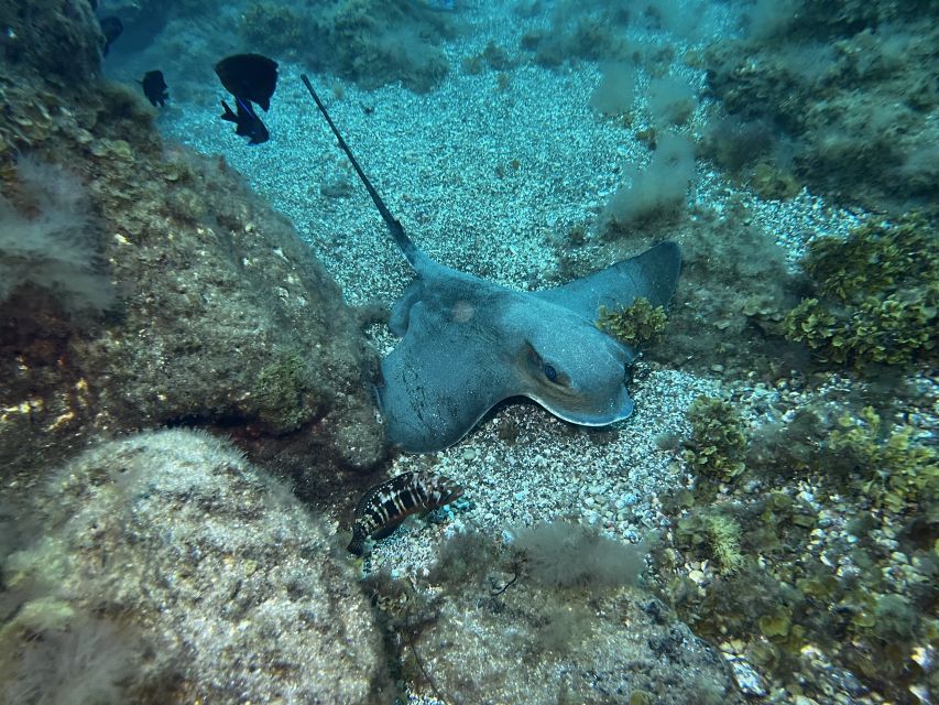 Abades: Guided Snorkeling Tour with Photos - The Turtle, Ray, and Octopus Odds (How to Set Your Expectations)