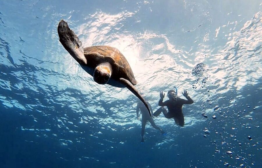 Abades: Tenerife Turtles and Rays Snorkeling Trip - Key Things That Make This Tenerife Snorkeling Trip Work