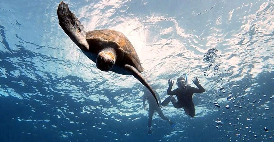Abades: Tenerife Turtles and Rays Snorkeling Trip - Tenerife’s Green Turtles and Rays, Without the Guesswork Theater