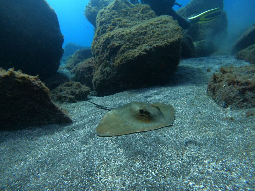 Abades: Tenerife Turtles and Rays Snorkeling Trip - What Happens During the 1.5 Hours With the Guide