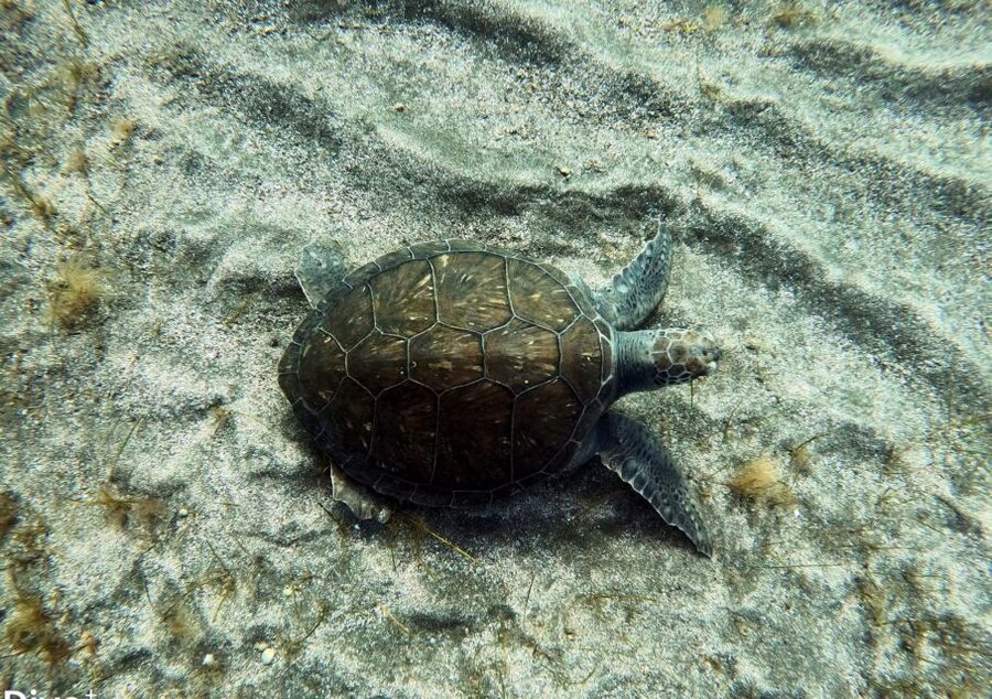 Abades: Tenerife Turtles and Rays Snorkeling Trip - Snorkeling Support for Beginners: You Get More Than Gear