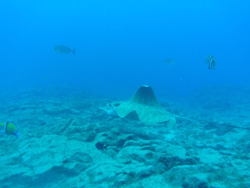 Abades: Tenerife Turtles and Rays Snorkeling Trip - The Volcanic Seafloor Part: Learning What You’re Looking At