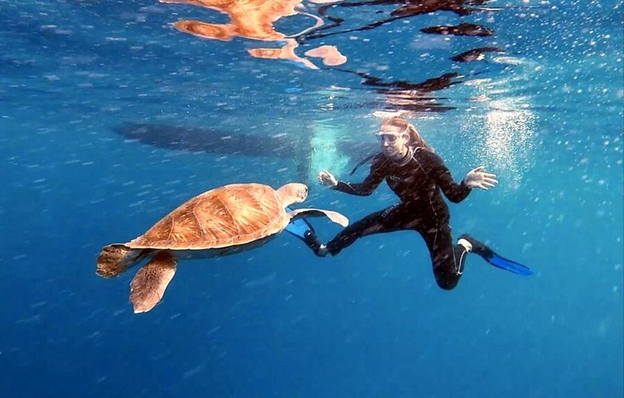 Abades: Tenerife Turtles and Rays Snorkeling Trip - Price and Value for $65: What You’re Paying For