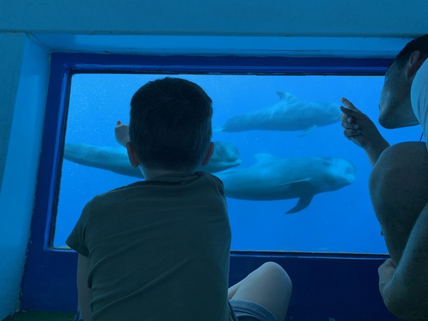 Adeje: Whale and Dolphin Watching Cruise with Lunch and Swim - Key things to know before you go