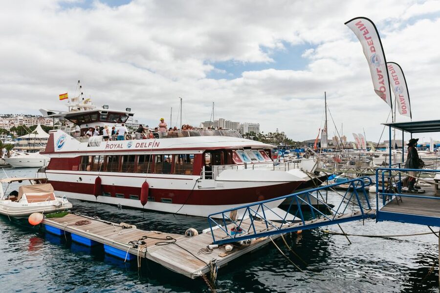 Adeje: Whale and Dolphin Watching Cruise with Lunch and Swim - Dolphin and whale spotting: what to look for during the stops