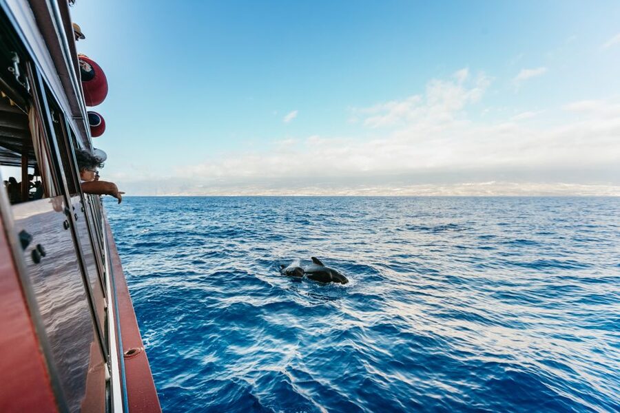 Adeje: Whale and Dolphin Watching Cruise with Lunch and Swim - The 3-hour Diego Hernandez Bay cruise: swim first, then the search