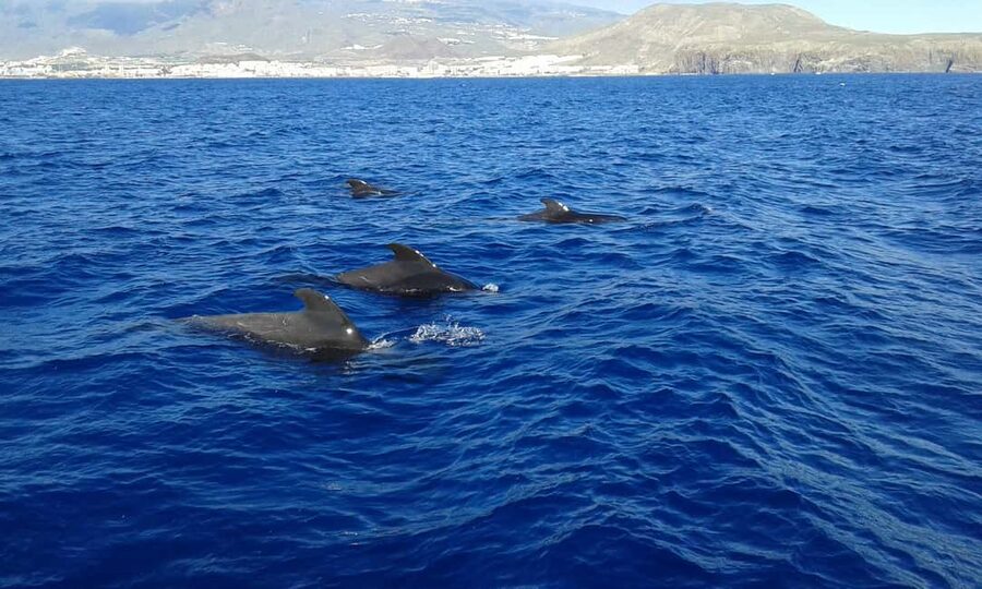 Adeje: Whale Watching, Lunch & Swim Stop at Los Gigantes - The whale-watching route around Tenerife’s southwest coast