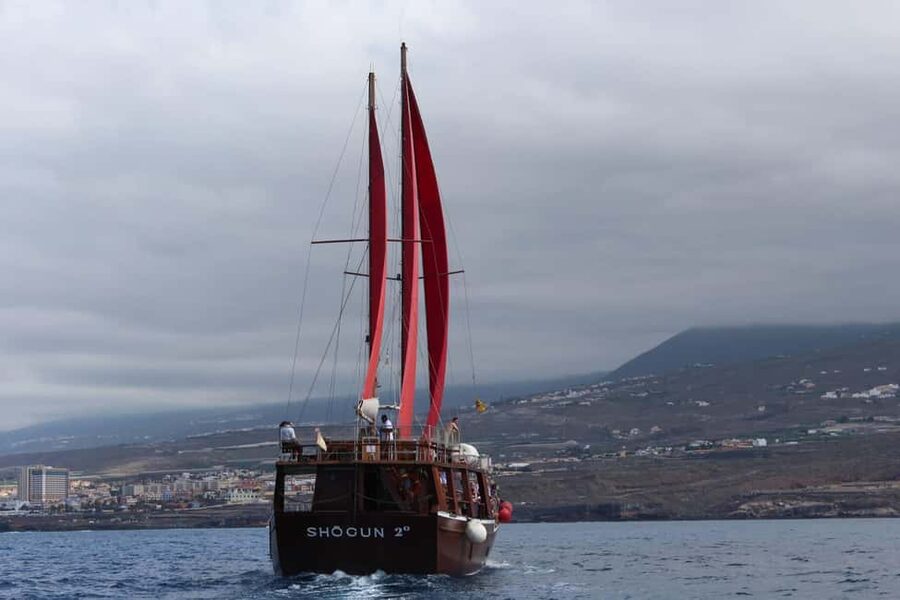 Adeje: Whale Watching, Lunch & Swim Stop at Los Gigantes - What the boat ride feels like, comfort, and seasickness planning