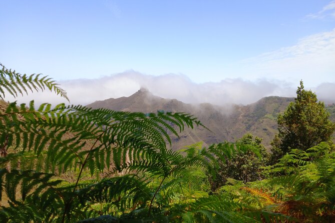 Amazing Anaga - Laurisilva forest: what makes this walk special
