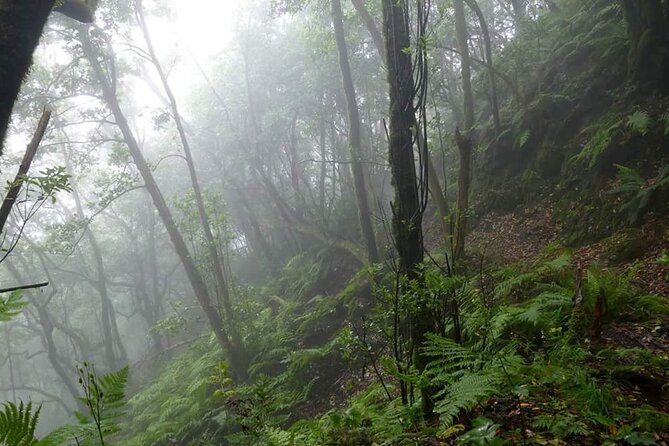 ANAGA: VIP tour: Forests, Peaks and Sea. - Key highlights you will feel on the day