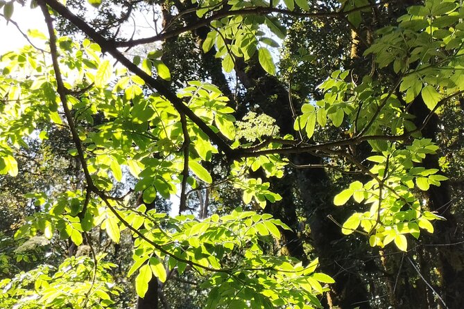 ANAGA: VIP tour: Forests, Peaks and Sea. - Getting picked up in Santa Cruz without the hassle