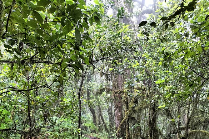 ANAGA: VIP tour: Forests, Peaks and Sea. - Lunch is on you, so plan simple and smart