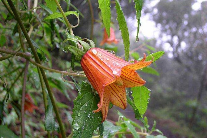 ANAGA: VIP tour: Forests, Peaks and Sea. - Your guide can make this tour, and the names matter