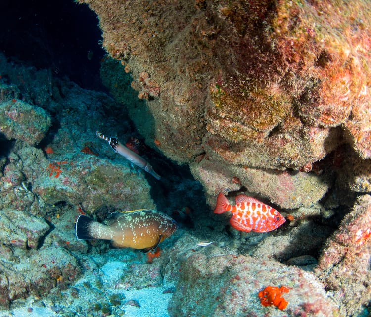 Beginner Scuba Dive with Scubapoint Tenerife in Turtle Area - What to pack for a smooth 2-hour session in Tenerife