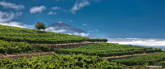Bodegas Monje Winery Ticket w/Wine Tasting & Mojo Sauce Workshop - The 90 to 120 minutes flow: tour, cook, eat
