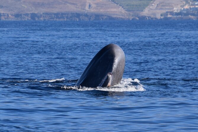 Bonadea II Ecological Whale Watching, 2 hours - Highlights at a Glance