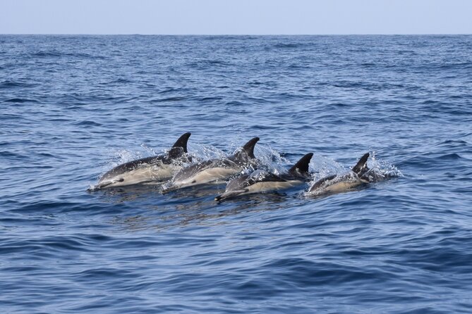 Bonadea II Ecological Whale Watching, 2 hours - Getting on Bonadea II: Meeting Point and the Small-Group Advantage
