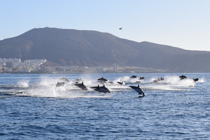 Bonadea II Ecological Whale Watching, 2 hours - What You Might See: Dolphins, Pilot Whales, Turtles, and More