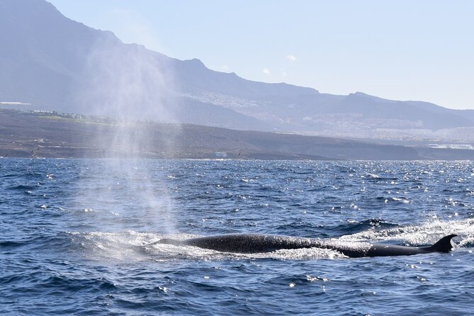 Bonadea II Ecological Whale Watching, 2 hours - Respecting the Animals: Why the Quiet Approach Feels Better