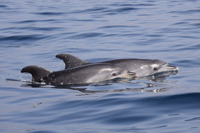 Bonadea II Ecological Whale Watching, 2 hours - Sergio’s Role: Clear Explanations and the Little Conservation Stops